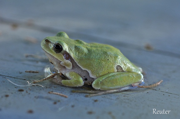 Europäischer Laubfrosch (Hyla arborea)